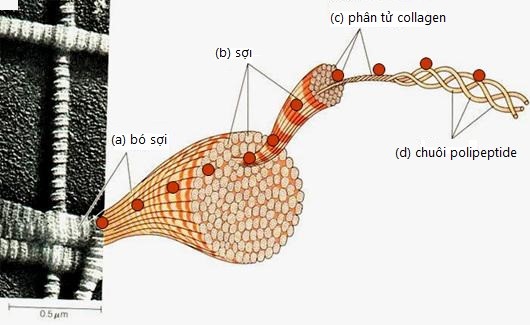Collagen da cá có thực sự mang lại hiệu quả giúp làn da săn chắc mịn màng?