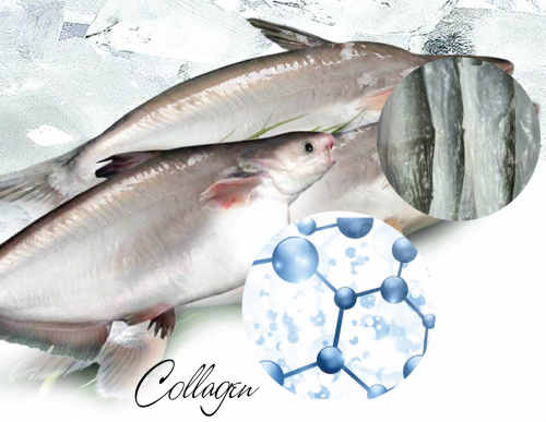 Bạn đã biết những điểm nổi bật của Collagen Peptide từ da cá?