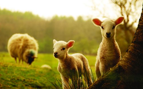 Có nên uống collagen kết hợp với nhau thai cừu cùng lúc không?
