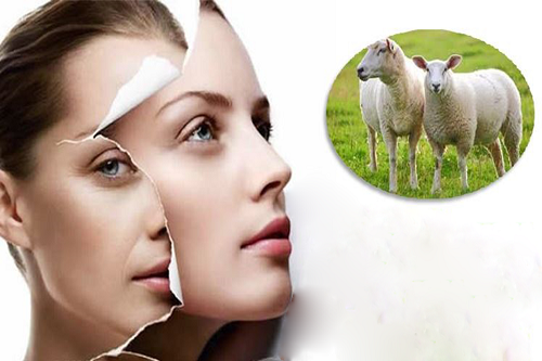 Có nên uống collagen kết hợp với nhau thai cừu cùng lúc không?