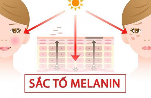 Tìm hiểu sắc tố melanin là gì? Vai trò của melanin với cơ thể?