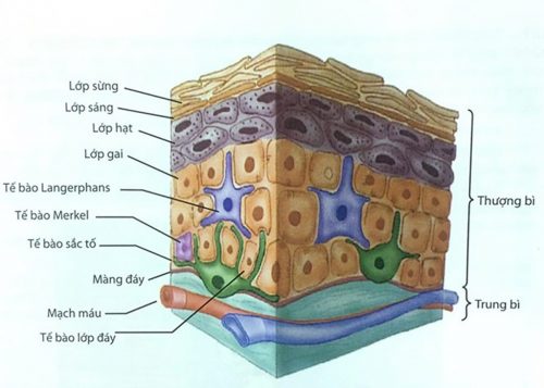 Tìm hiểu về cấu trúc da nám và biện pháp phòng ngừa nám da hiệu quả