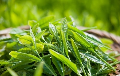 Những công thức giúp bạn tắm trắng bằng lá trà xanh tươi cho tuổi 50