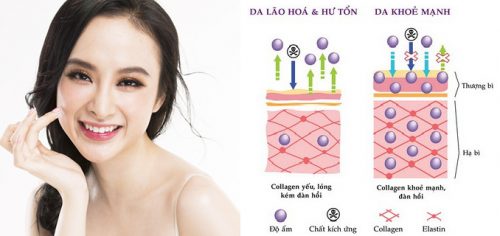 Những thông tin về collagen mà bạn cần nắm được