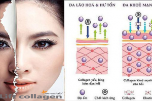 Cấu trúc collagen của da