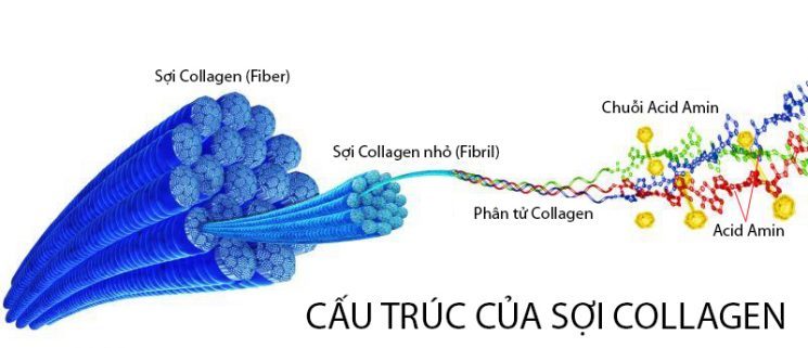 Cấu trúc collagen