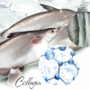 Bạn đã biết những điểm nổi bật của Collagen Peptide từ da cá?