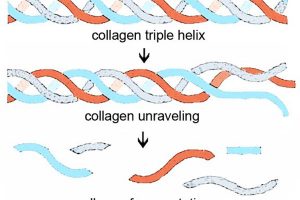 Bạn đã biết collagen hoạt động như nào trong cơ thể?