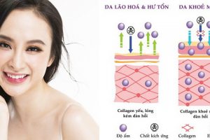 Những thông tin về collagen mà bạn cần nắm được